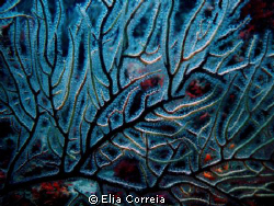 Soft Coral! by Elia Correia 